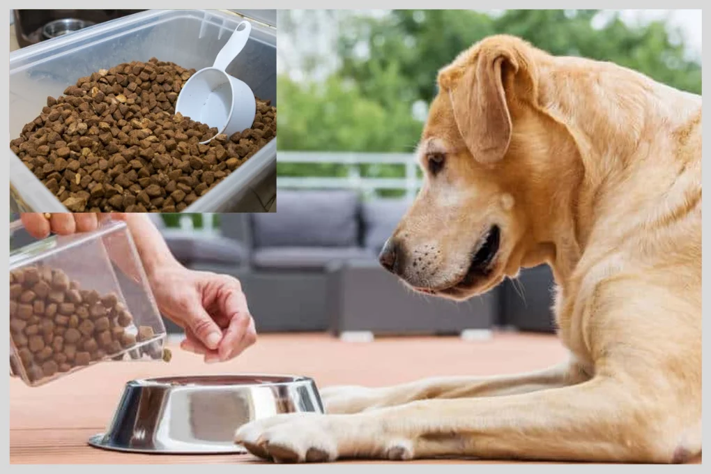 Does Dry Dog Food Go Bad If Left Out