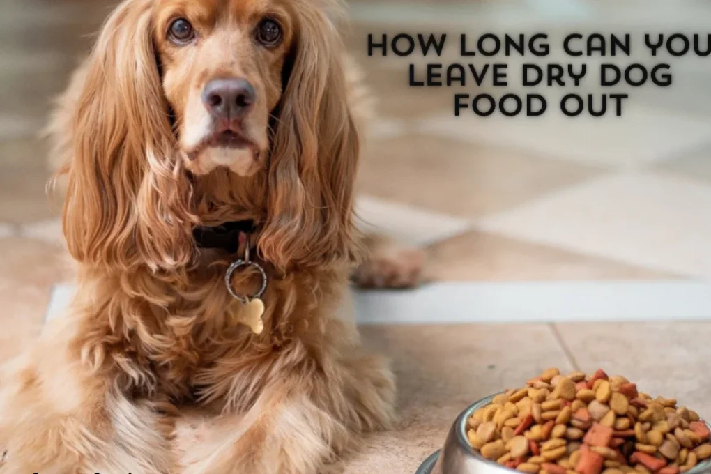 How long can you leave dry dog food out