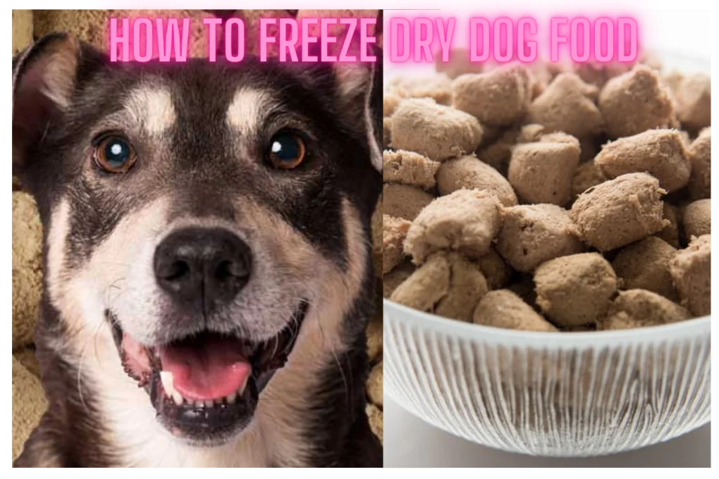 How to Freeze Dry Dog Food