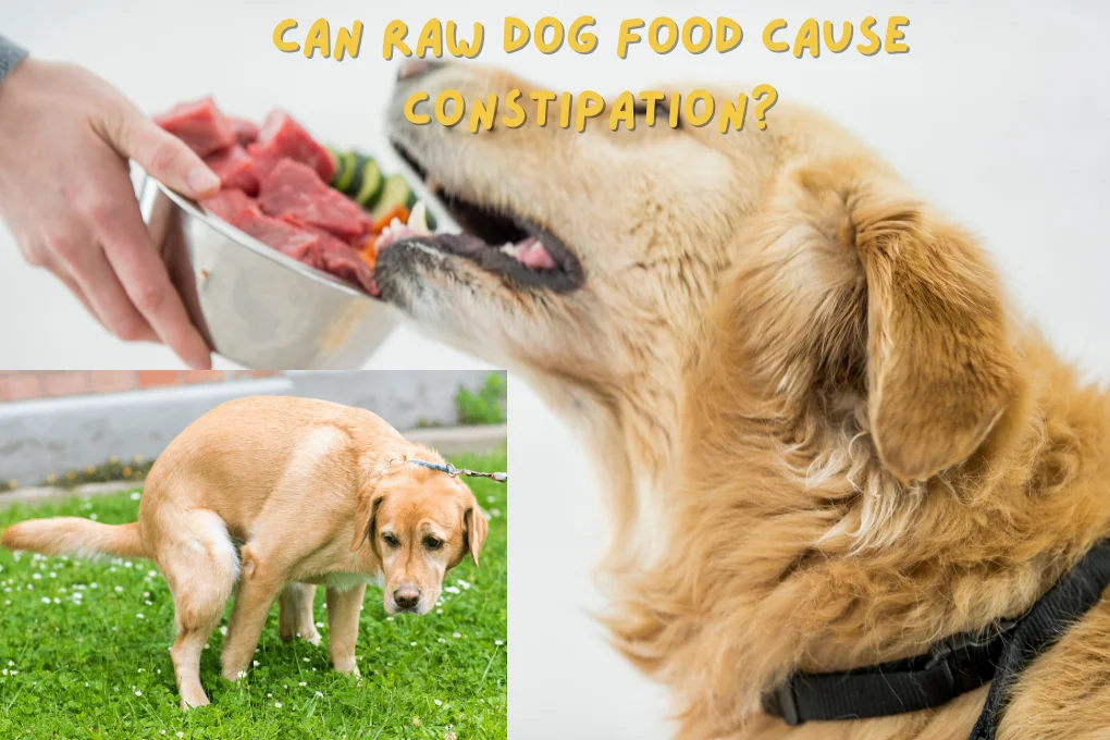 Can Raw Dog Food Cause Constipation