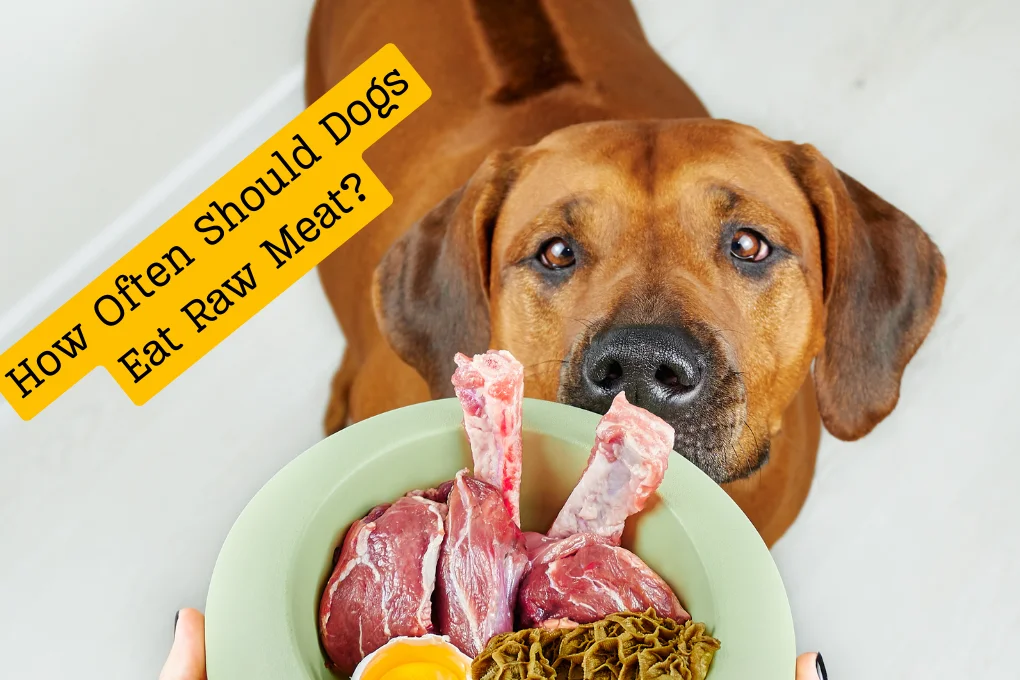 How Often Should Dogs Eat Raw Meat