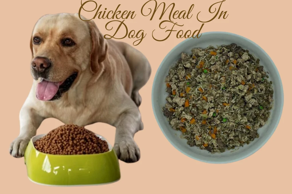 What Is Chicken Meal In Dog Food