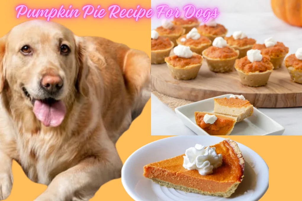 Pumpkin Pie Recipe For Dogs