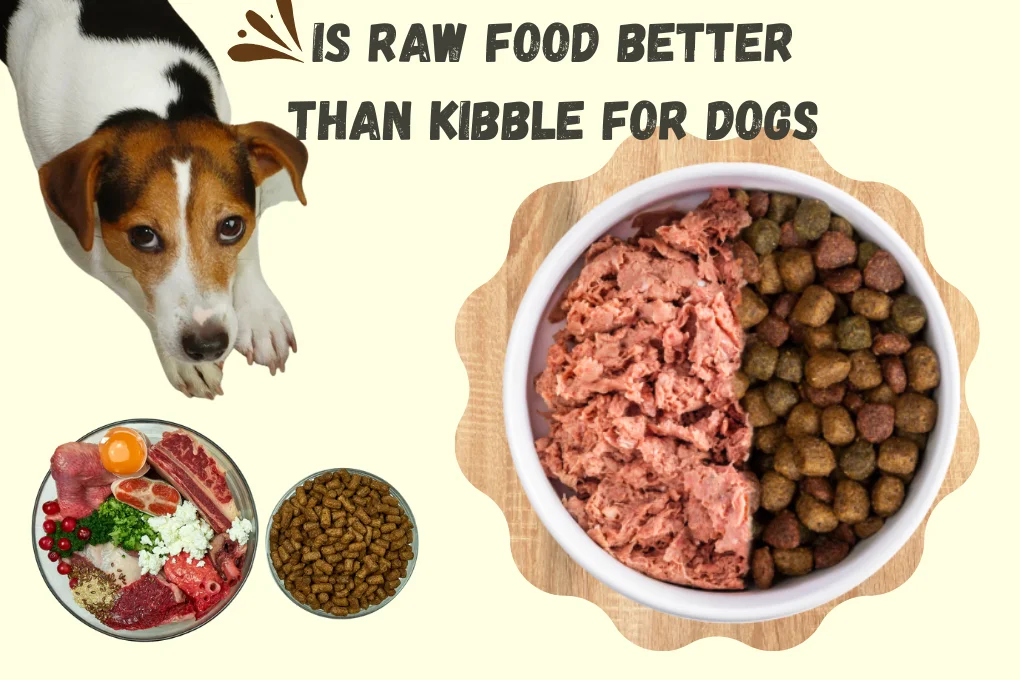 Is Raw Food Better Than Kibble For Dogs