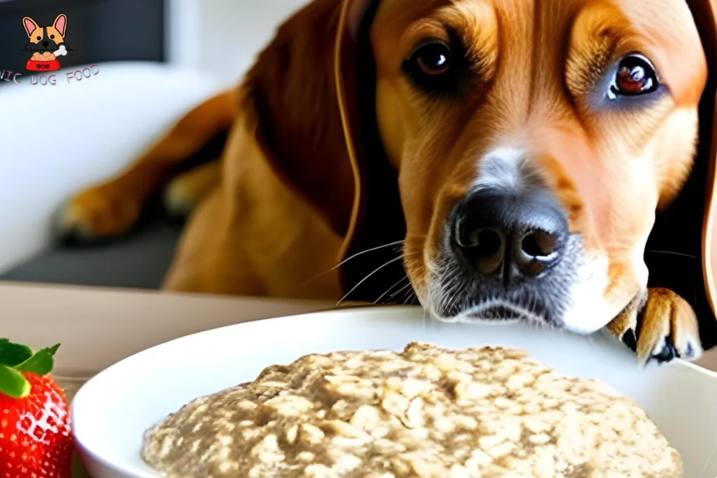 Oatmeal for Dogs Recipe